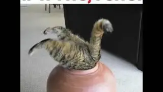 Cats squeezing into things