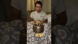 Dog #youtubeshorts #youtube #dog #new #shorts #top