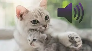 SUARA INDUK IBU KUCING MENCARI DAN MEMANGGIL ANAKNYA