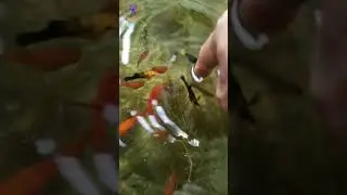 Most Beautiful Color Fish। রঙিন দুনিয়ার রঙিন মাছ।