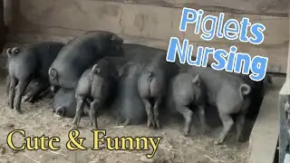 Sow Nursing A Large Litter Of Piglets 