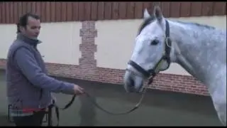 Haras de Colleville