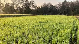 #Indigenous way of #seed treatment before #sowing any types of #seeds.