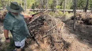 Harvesting a Forest Thinning Operation for Some Pine Tree Sticks