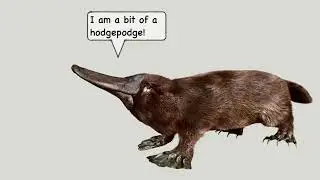 A Hodgepodge of Wonders