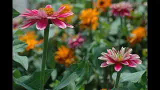 Alright...WELP...Annuals I'll Plant Next Year, Photography, Book Rec (episode 8)