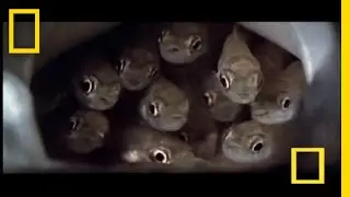 The Crafty Catfish Kidnap | National Geographic