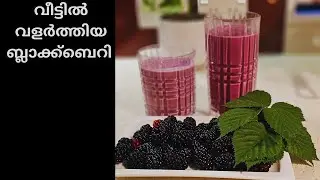 Healthy black berry smoothie | Home garden recipe