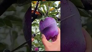 #fruit 🍉🍎🍏🍓🍌 #nature #apple #china #trending #farming #shorts #viralvideo