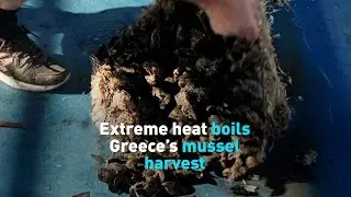 Extreme heat destroys Greece&rsquo;s mussel harvest