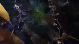 Sea Horse - Under Water World Mooloolaba