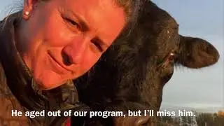 Shipping 2021 calves