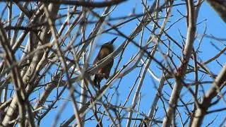 Turquoise Browed Motmot call