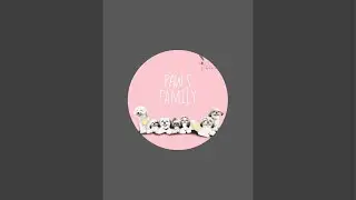 anjing shihtzu