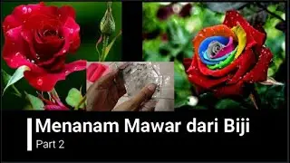 Menanam Mawar dari Biji (part 2)