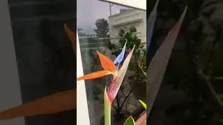 #uniqueflowers #birdofparadise #garden#shorts