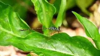 Podolestes orientalis male (24Nov2014)