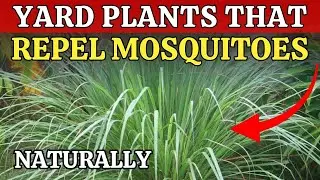 7 Yard Plants That Naturally Help Repel Mosquitoes & Create a More Comfortable Outdoor Space