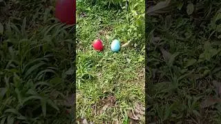 squid game and eggs in the garden #squidgame #squidgame2 #koreangame