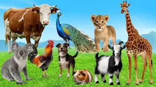 Collection of cute animal sounds: Cow, Cat, Chicken, Dog, Sheep, Cat, Horse - Cute Animal Moments#13