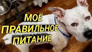 Vlog. Триллер 