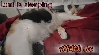 Silent ASMR Cat Sleeping 🐱 | No Sound Relaxation for Sleep, Study & Anxiety Relief