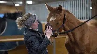 Braecrest Primrose - 2022 WB Filly - Banderas x Westporte x Rotspon
