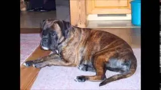 Anja (Isis vom Krottenteich) Deutscher Boxer - (2003 - 2012)