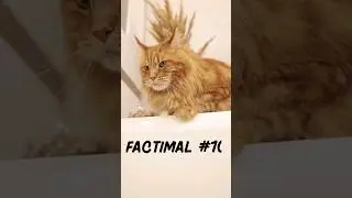 factimal #10 - cat fact #interesting #facts #animals #cat #shorts #learning lear