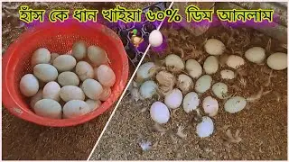 হাঁসকে ধান খাইয়ে ৬০% ডিম পাচ্ছি আলহামদুলিল্লাহ 