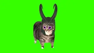 OIIA OIIA (Spinning Loki Cat) || W&W - OIIAOIIA LOKI CAT