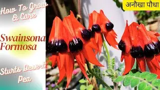 Sturts Desert Pea | How To Grow & Care Swainsona Formosa | #desert #pea #permanent #flowers  #plants