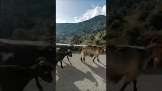 Capra Corsa - Corsican goats
