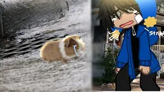 `` Craig thought it was a good idea to take Stripe#4 on a walk.. || South Park ||