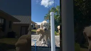 Doggy down! #dog #pet #goldenretriever #ocean #accident