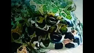 ЗЕЛЕНАЯ ЕВРОПЕЙСКАЯ ЖАБА (Bufo viridis)  ЯДОВИТАЯ СПАРИВАНИЕ, НИКИТА НЮНЯЕВ (8 ЛЕТ), МАЙ 2019, ЮЖНЫЙ