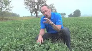 When Should You Spray Your Clover? - Peter Johnson