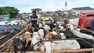 Côte d’Ivoire : la Tabaski fait grimper le prix des moutons