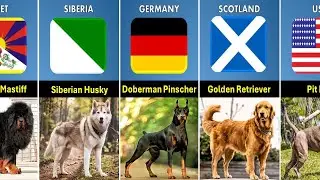 Dog Breeds From Difrent Countries | Insight Compare |