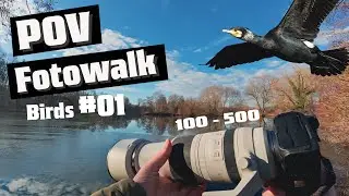 POV Wildlife Photography | #01 Birds  | Steinfeld in Germany