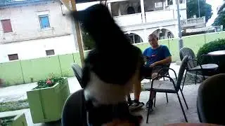 Clever magpie brings me good luck