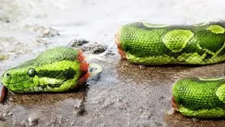 Texas Wiped Out All Its Snakes &mdash; And Unleashed a New Disaster