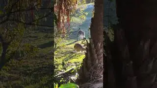 🎥 Kangaroo Foraging: Bush Breakfast in the Aussie Wild