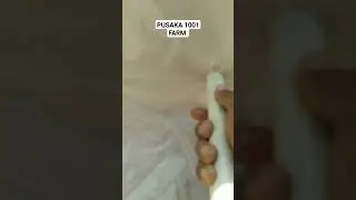 cara pasang pipa buangan di kolam plastik biar gak bocor dan tahan lama.