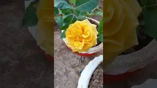 🔥🌹 Beautiful Rose flower @ Terrace gardening # colorful floors & Rose plant