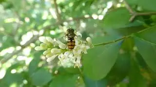 Migrant Hoverfly, Eupeodes corollae, De Brand, Tilburg, NB, the Netherlands, 1 July 2025 (3/3)