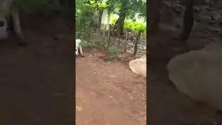 #videos #cow #shortvideo #short #animal #ox