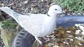 A beautiful collared dove drinking from the garden bird bath.  Wildlife needs water!