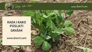 KADA I KAKO POSIJATI GRA&Scaron;AK?