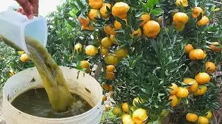 MORRIA E N&Atilde;O SABIA: Apenas 1 copo faz CARREGAR DE TANTOS FRUTOS (Laranja o ano todo)
